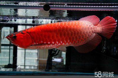 皇宮龍魚漁場地址【關于皇宮龍魚漁場地址的探尋】
