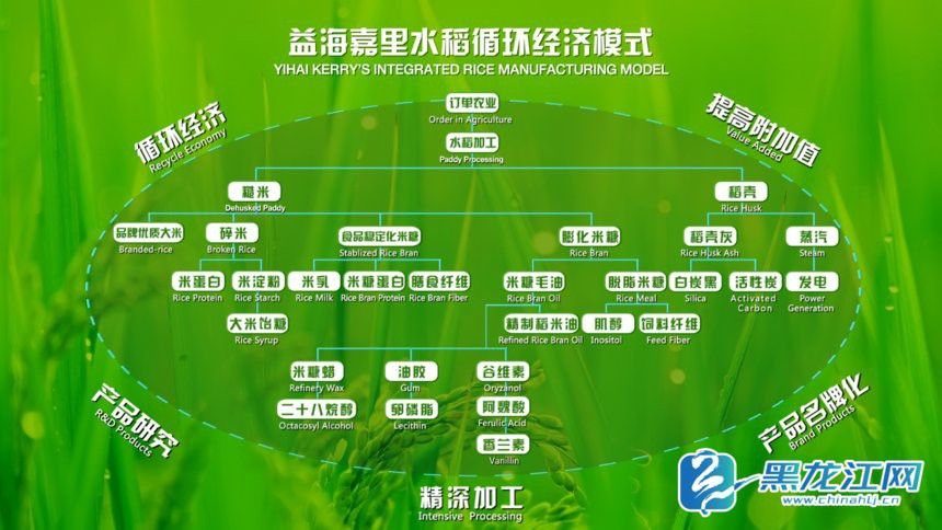 金龍魚哈爾濱生產基地的規模有多大？ 金龍魚哈爾濱生產基地的規模有多大？ 龍魚百科 第2張