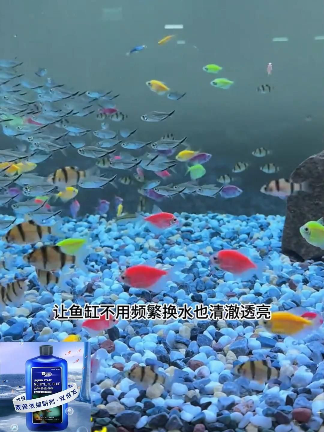 如何預(yù)防魚(yú)類(lèi)爛鰭爛尾? 龍魚(yú)百科 第4張 如何預(yù)防魚(yú)類(lèi)爛鰭爛尾? 如何預(yù)防魚(yú)類(lèi)爛鰭爛尾? 龍魚(yú)百科 第4張