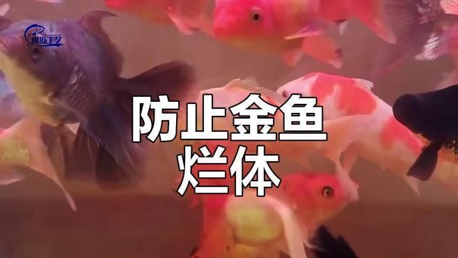 如何預(yù)防魚(yú)類(lèi)爛鰭爛尾? 龍魚(yú)百科 第6張 如何預(yù)防魚(yú)類(lèi)爛鰭爛尾? 如何預(yù)防魚(yú)類(lèi)爛鰭爛尾? 龍魚(yú)百科 第6張