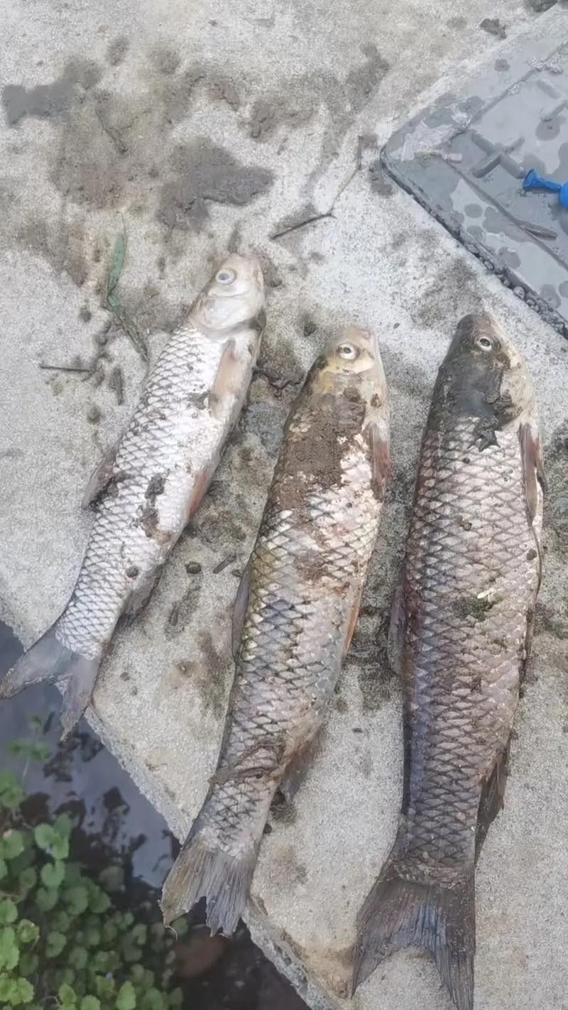 龍魚身上有白色棉絮怎么回事圖片