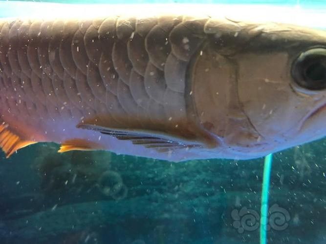 龍魚身上有白色棉絮怎么回事圖片
