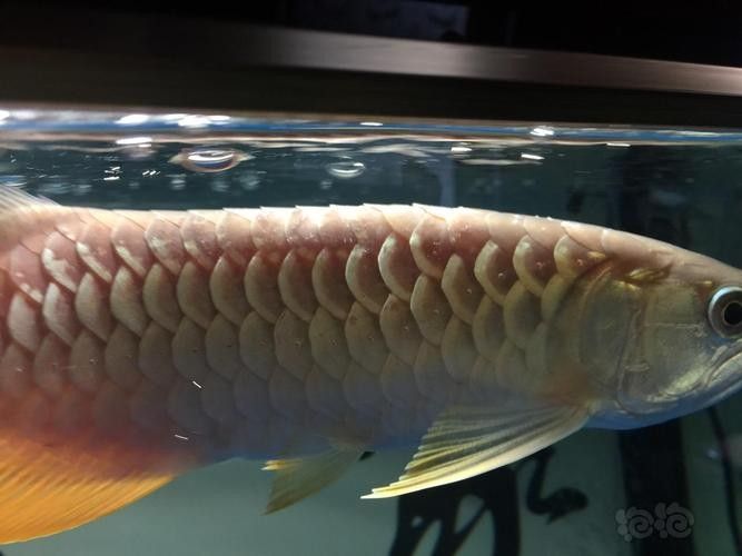 龍魚身上有白色棉絮怎么回事圖片