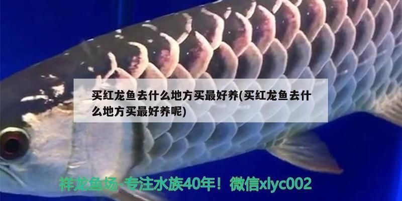 買紅龍魚去什么地方買，紅龍魚飼養(yǎng)成本詳細(xì)分析紅龍魚飼養(yǎng)成本詳細(xì)分析