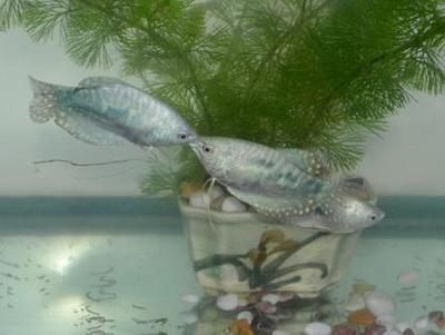 怎樣養(yǎng)曼龍魚(yú)視頻：養(yǎng)曼龍魚(yú)的基本知識(shí)
