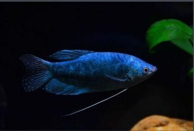 怎樣養(yǎng)曼龍魚(yú)視頻：養(yǎng)曼龍魚(yú)的基本知識(shí)