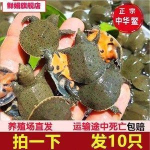 龍魚品質如何鑒別（如何鑒別龍魚品質）