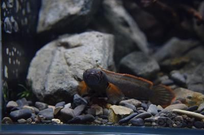 血斑一型雷龍魚怎樣養長得快：血斑一型雷龍魚的飼養方法