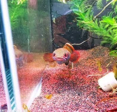 血斑一型雷龍魚怎樣養長得快：血斑一型雷龍魚的飼養方法