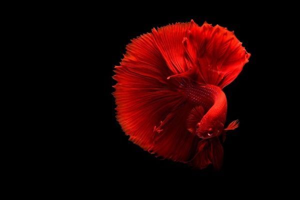 雷龍魚吃金魚飼料嗎（雷龍魚專用飼料品牌推薦）