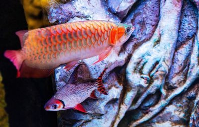 龍魚知識(龍魚飼養的常見誤區) 龍魚百科 第4張 龍魚知識(龍魚飼養的常見誤區) 龍魚知識(龍魚飼養的常見誤區) 龍魚百科 第4張