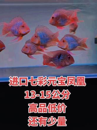 元寶鳳凰配金龍魚好嗎