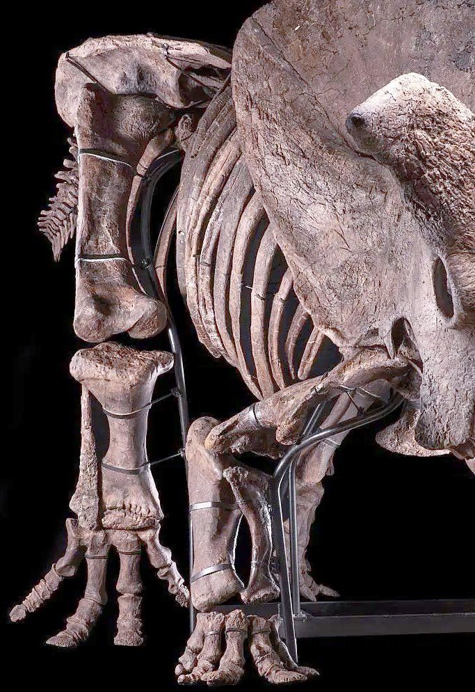 三角龍和藍龍哪個更受歡迎？