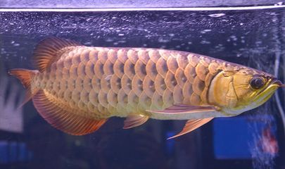 龍魚在一個地方不動了什么原因