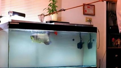 金龍魚的魚缸長度不應小于1.5米，寬度約0.6米：一米的魚缸能養金龍魚嗎？