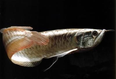 黑龍魚價格多少錢一條：黑龍魚的價格一般是多少？