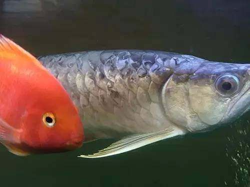 龍魚背部發黑的原因（龍魚背部發黑的原因有哪些）