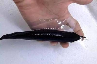 龍魚背部發黑的原因（龍魚背部發黑的原因有哪些）