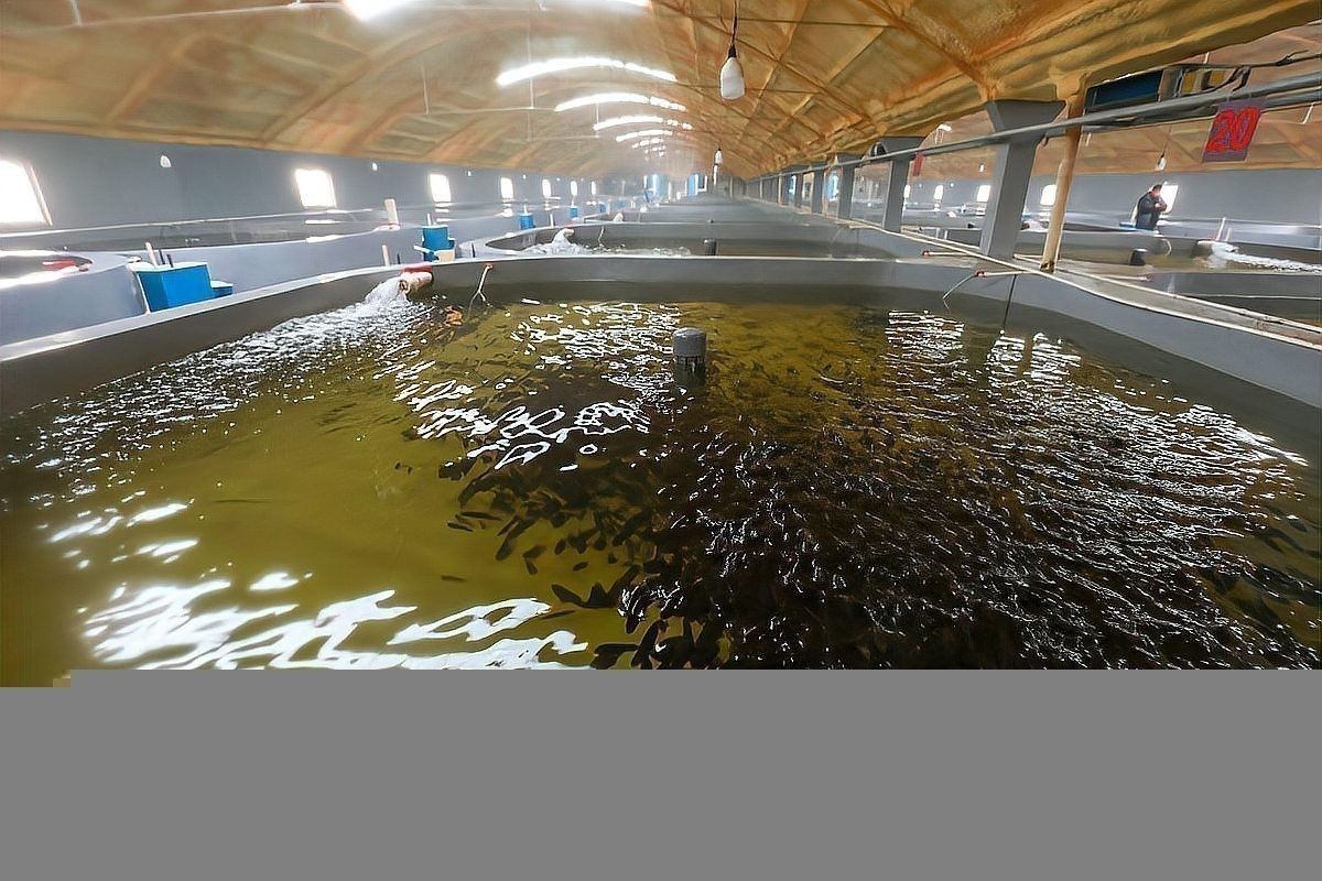 銀龍魚要怎么養(yǎng),才能互動 銀龍魚要怎么養(yǎng),才能互動 龍魚百科 第6張