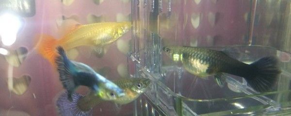 龍魚咬自己尾巴：龍魚咬自己尾巴怎么辦？