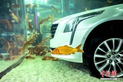 紅龍魚(yú)身上長(zhǎng)白點(diǎn)是什么?。t龍魚(yú)身上長(zhǎng)白點(diǎn)可能是由多種原因引起的，如何正確給紅龍魚(yú)用藥） 紅龍魚(yú)身上長(zhǎng)白點(diǎn)是什么病（紅龍魚(yú)身上長(zhǎng)白點(diǎn)可能是由多種原因引起的，如何正確給紅龍魚(yú)用藥） 龍魚(yú)百科 第1張