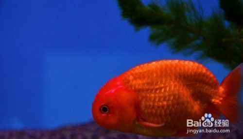 森森魚缸玻璃有多厚：森森龍魚缸玻璃厚度選擇指南