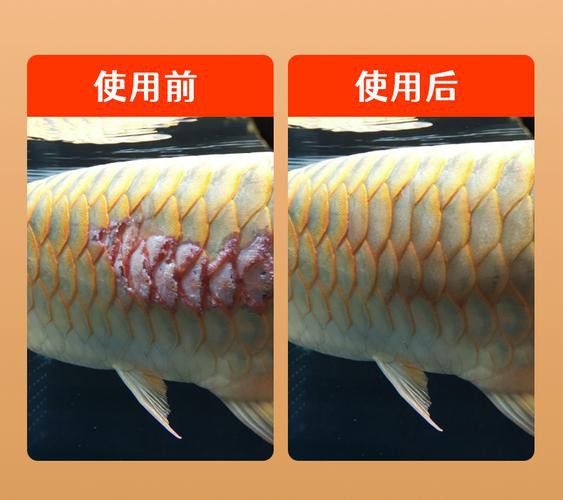 金龍魚鱗片掉了多久會亮起