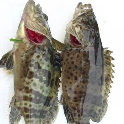 什么是龍躉魚:廣東省重點(diǎn)保護(hù)的水生野生動(dòng)物龍躉魚是一種具有經(jīng)濟(jì)價(jià)值和生態(tài)意義的海洋魚類 龍魚百科 第2張 什么是龍躉魚:廣東省重點(diǎn)保護(hù)的水生野生動(dòng)物龍躉魚是一種具有經(jīng)濟(jì)價(jià)值和生態(tài)意義的海洋魚類 什么是龍躉魚:廣東省重點(diǎn)保護(hù)的水生野生動(dòng)物龍躉魚是一種具有經(jīng)濟(jì)價(jià)值和生態(tài)意義的海洋魚類 龍魚百科 第2張