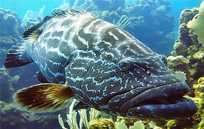 什么是龍躉魚:廣東省重點(diǎn)保護(hù)的水生野生動(dòng)物龍躉魚是一種具有經(jīng)濟(jì)價(jià)值和生態(tài)意義的海洋魚類 龍魚百科 第3張 什么是龍躉魚:廣東省重點(diǎn)保護(hù)的水生野生動(dòng)物龍躉魚是一種具有經(jīng)濟(jì)價(jià)值和生態(tài)意義的海洋魚類 什么是龍躉魚:廣東省重點(diǎn)保護(hù)的水生野生動(dòng)物龍躉魚是一種具有經(jīng)濟(jì)價(jià)值和生態(tài)意義的海洋魚類 龍魚百科 第3張