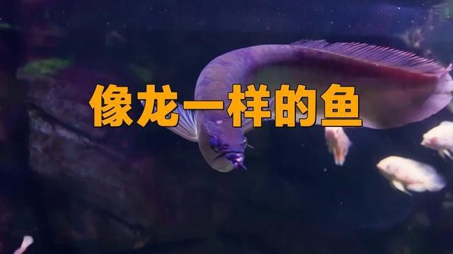 盤點長得像龍魚的魚
