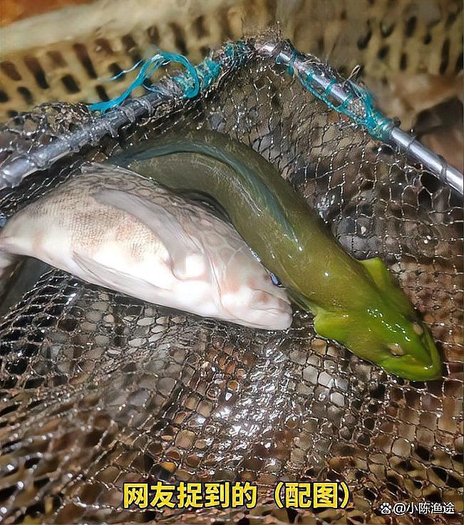 盤點長得像龍魚的魚