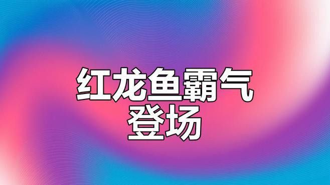 能否提供更多紅龍魚視頻？