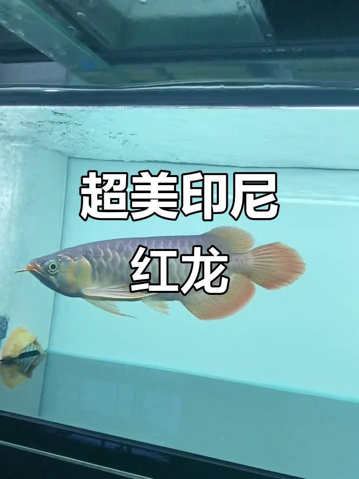 能否提供更多紅龍魚視頻？