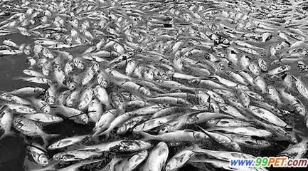大理白族自治州龍魚養殖基地在哪里：大理白族自治州的龍魚養殖基地 大理白族自治州龍魚養殖基地在哪里：大理白族自治州的龍魚養殖基地 龍魚百科 第2張