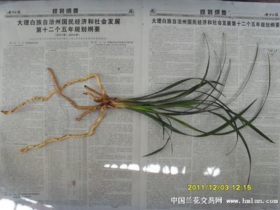 大理白族自治州龍魚養殖基地在哪里：大理白族自治州的龍魚養殖基地 大理白族自治州龍魚養殖基地在哪里：大理白族自治州的龍魚養殖基地 龍魚百科 第3張