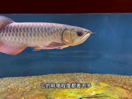 養(yǎng)龍魚用什么加熱棒什么牌子好