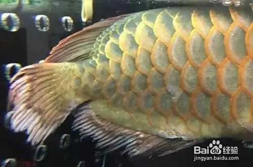 如何預防龍魚爛鰭的發生？