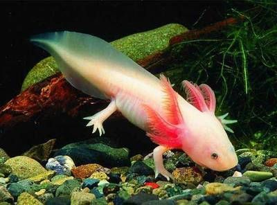 龍魚(yú)是哪個(gè)國(guó)家的動(dòng)物：關(guān)于龍魚(yú)原產(chǎn)地的詳細(xì)信息