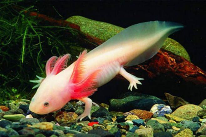 龍魚(yú)是哪個(gè)國(guó)家的動(dòng)物：關(guān)于龍魚(yú)原產(chǎn)地的詳細(xì)信息