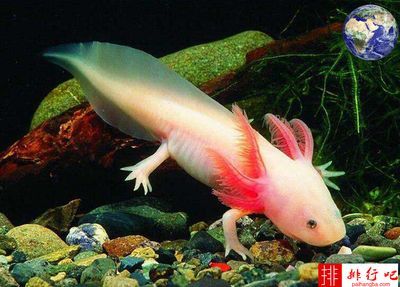 龍魚(yú)是哪個(gè)國(guó)家的動(dòng)物：關(guān)于龍魚(yú)原產(chǎn)地的詳細(xì)信息