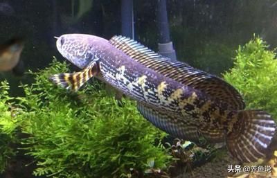 哪種雷龍魚最好看又好養（好看又好養的雷龍魚品種：孔雀雷龍,紅尾雷龍,珍珠雷龍）