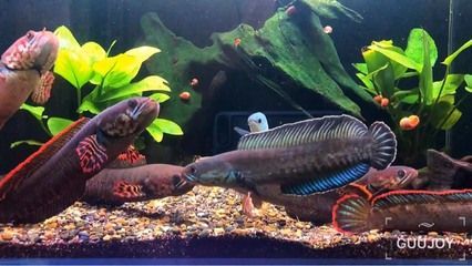 哪種雷龍魚最好看又好養（好看又好養的雷龍魚品種：孔雀雷龍,紅尾雷龍,珍珠雷龍）