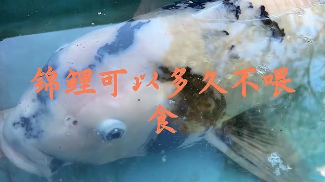 錦鯉魚(yú)最多能餓幾天