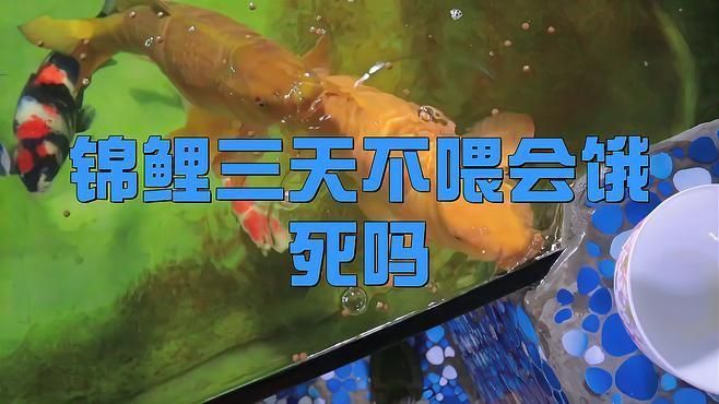 錦鯉魚(yú)最多能餓幾天