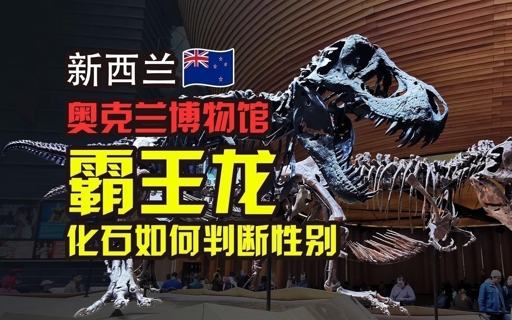 如何判斷化石是否屬于霸王龍？