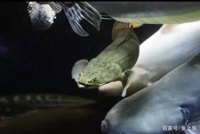 龍魚混養失敗：龍魚混養失敗的原因