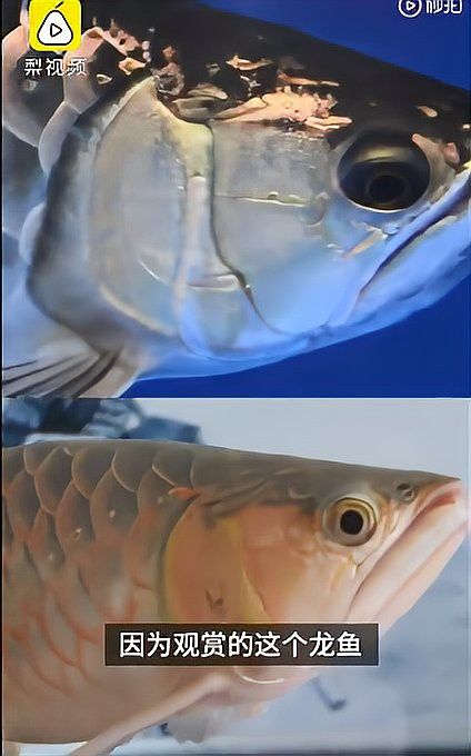 紅龍魚眼睛外凸手術風險大嗎？