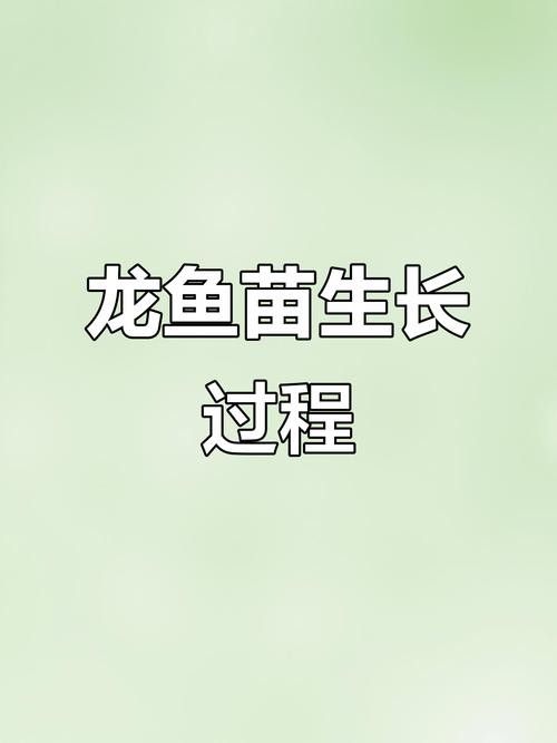 龍魚苗一個月能長多大圖片 龍魚苗一個月能長多大圖片 龍魚百科 第2張