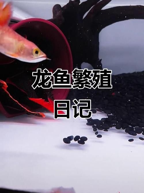 龍魚苗一個月能長多大圖片 龍魚苗一個月能長多大圖片 龍魚百科 第13張