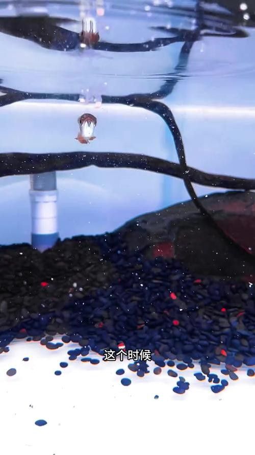 龍魚苗一個月能長多大圖片 龍魚苗一個月能長多大圖片 龍魚百科 第19張